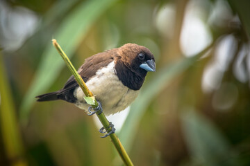 The Javan munia (Lonchura leucogastroides) is a species of estrildid finch native to southern Sumatra, Java, Bali and Lombok islands in Indonesia