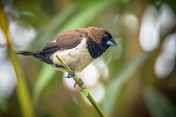 The Javan munia (Lonchura leucogastroides) is a species of estrildid finch native to southern Sumatra, Java, Bali and Lombok islands in Indonesia