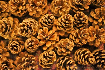 Natural background of dry brown pine cones