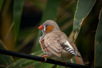 The zebra finches are two species of estrildid finch in the genus Taeniopygia found in Australia and Indonesia