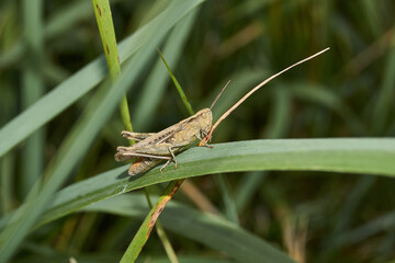 Locust are sitting in the grass on the lawn. Locust, acrides - several species of insects of the family of true locusts (Acrididae).
