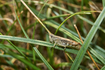 Locust are sitting in the grass on the lawn. Locust, acrides - several species of insects of the family of true locusts (Acrididae).