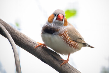 The zebra finches are two species of estrildid finch in the genus Taeniopygia found in Australia and Indonesia