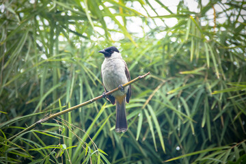 The sooty-headed bulbul (Pycnonotus aurigaster)