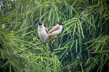 The sooty-headed bulbul (Pycnonotus aurigaster)