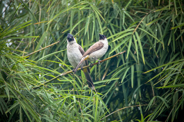 The sooty-headed bulbul (Pycnonotus aurigaster)