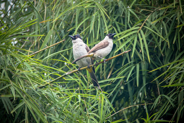 The sooty-headed bulbul (Pycnonotus aurigaster)