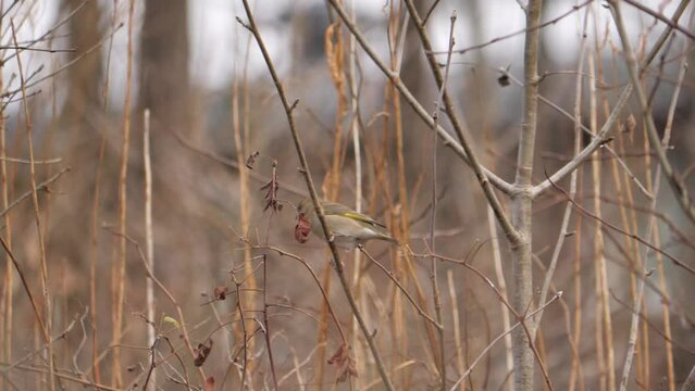 Female Greenfinch Pearching Leafless Bush and Pooping 