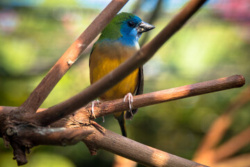 The pin-tailed parrotfinch (Erythrura prasina) is a common species of estrildid finch