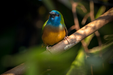 The pin-tailed parrotfinch (Erythrura prasina) is a common species of estrildid finch