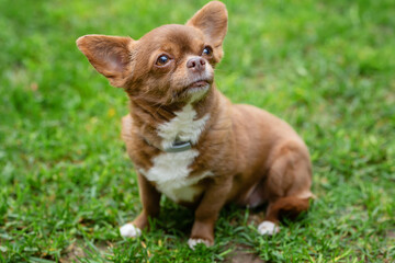 Portrait of a happy and healthy short-haired chihuahua dog sitting in a garden against a background of green grass, smiling and floating away into the distance.