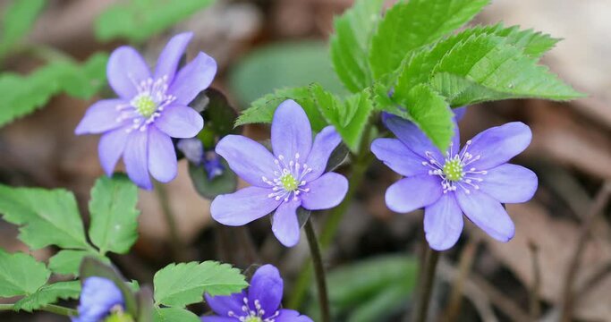 Liverwort Blooming Blue Hepatica Flower in Wild Nature. Spring Time. Hepatica Nobilis