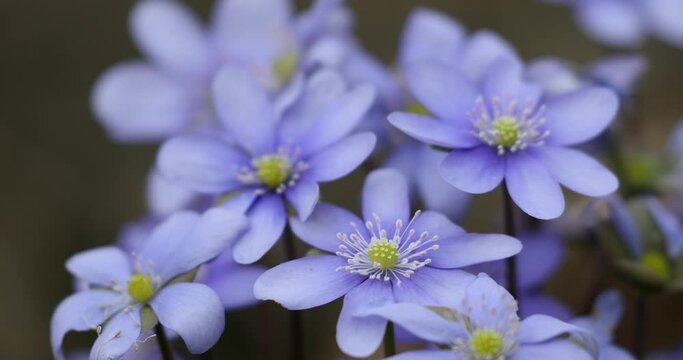 Liverwort Blooming Blue Hepatica Flower in Wild Nature. Spring Time. Hepatica Nobilis