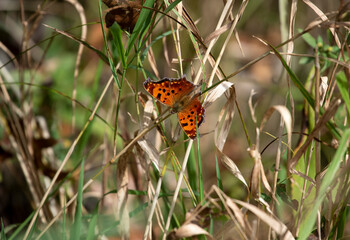 Eastern Comma