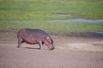 Hippopotamus in the Katavi park in Tanzania, East Africa