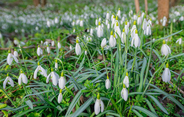Wild Snowdrops [Galanthus nivalis] in the forest