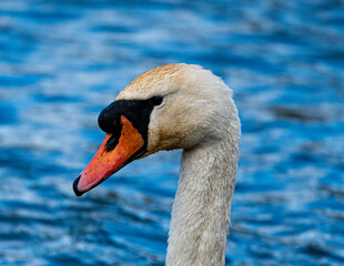 swan on the water