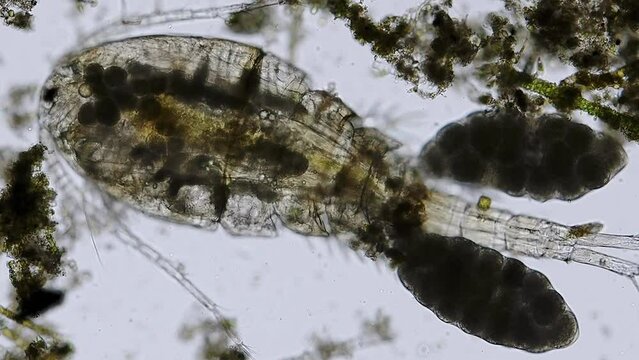 female cyclop (freshwater copepod) with egg sacs under the microscope - light microscope x100 magnification