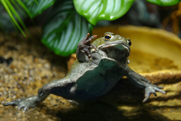 Toad in the aquarium behind the glass (Duttaphrynus melanostictus)