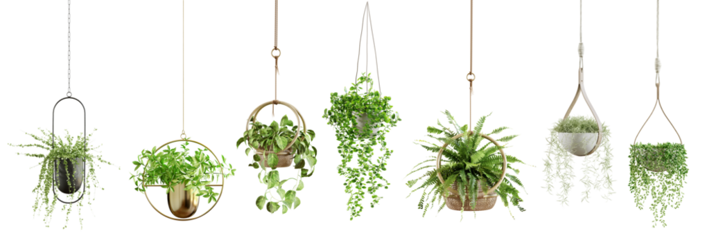 Collection of beautiful plants hanging in various pots isolated on transparent background. 3D render. - Powered by Adobe