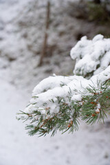 Vertical photo of a snowy pin tree branch