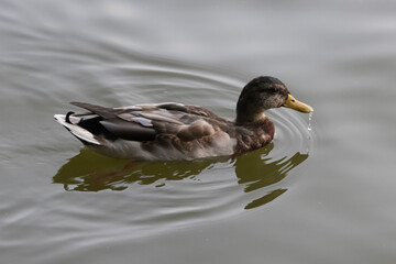 duck on the lake