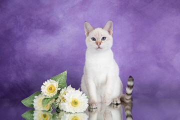 A beautiful tabby Thai cat sits on a purple background with a flower.