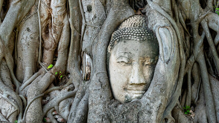 Stone sculpture of Buddha's face embedded in tree roots at temple