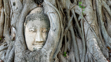 Stone sculpture of Buddha's face embedded in tree roots