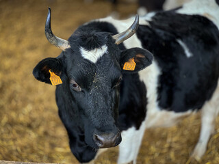 portrait of a cow