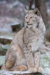 Luchs  