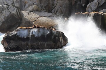 Alaska Crashing Waves with Seals on Rock