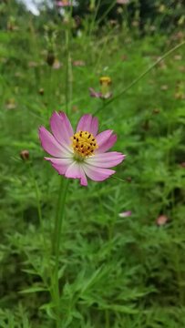 cosmos flower or ulam raja or kenikir the leaf is an edible plant in indonesia