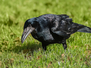 Close up of  friendly crow looking in camera shot from front on a grass background