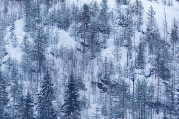 Trees on the mountain cliffs at winter day.