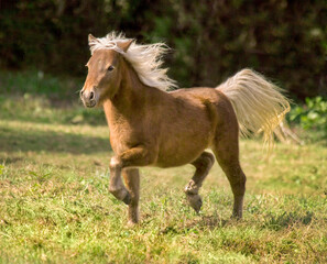 Naklejka na ściany i meble Palomino Shetland Pony trots across meadow
