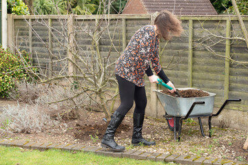 Mulching the fruit trees.
