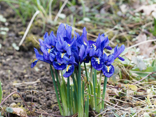 Iris reticulata | Netted irises or golden netted irises. Flowers with blue spatulate and drooping...
