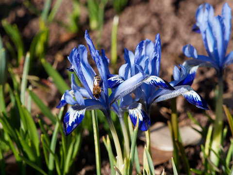 Iris reticulata - Netted iris or Winter iris with nectar attracting a bee