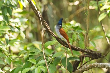 Obraz premium indian paradise flycatcher, Terpsiphone paradisi is a medium-sized passerine bird native to Asia, It is native to the Indian subcontinent, Central Asia and Myanmar. Lejskovec Rajský, 