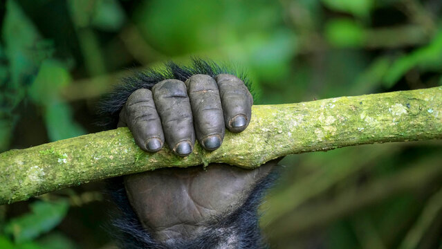 Hand of a juvenile Mountain Gorilla holding a branch in Virunga National Park of Democraric Republic of Congo, Africa.
