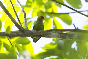 The Sri Lanka hanging parrot (Loriculus beryllinus) is a small parrot which is a resident endemic breeder in Sri Lanka.