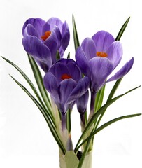 pretty lila crocus flowers close up