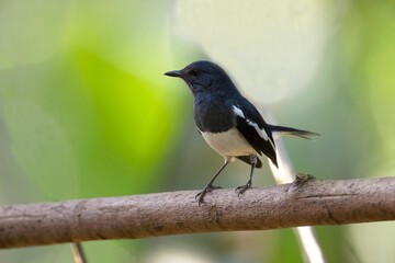 Oriental Magpie-Robin - Copsychus saularis small passerine bird that was formerly classed as a...