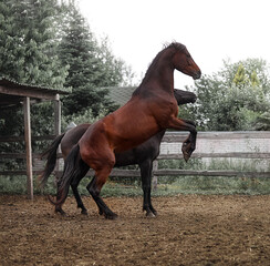 A beautiful bay horse rears up - 575414644