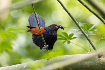 Greater Coucal, Centropus sinensis beautiful birds of Sri Lanka, Kukačka Vraní, sitting on the branch