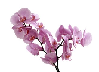 Fototapeta na wymiar pink flowers of orchid Phalaenopsis close up isolated