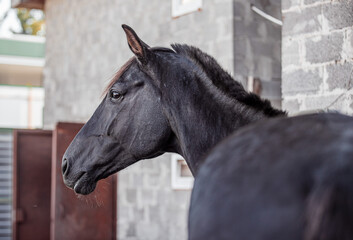 Portrait of a beautiful black horse - 575415005