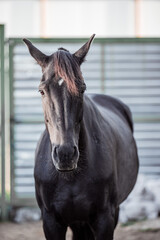 Portrait of a beautiful black horse - 575415017