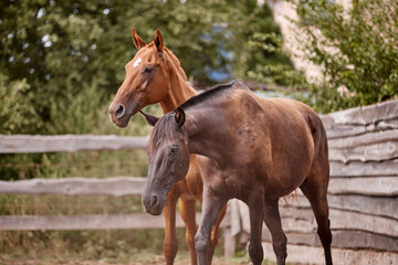 Beautiful horses are walking in a paddock - 575415026